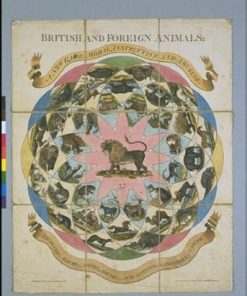 British and Foreign Animal Species Overview and Insights